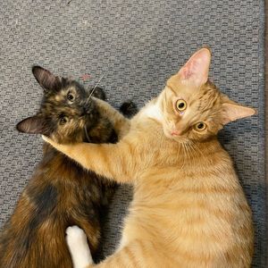 Meet your Posher, Susan